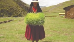 In an effort to strengthen relations with the locals at its Las Bambas project in Peru, Xstrata Copper has established programs to teach local farmers more effective cultivation techniques.