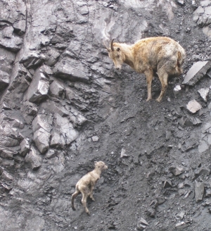 Mountain goats climb the slopes at Grande Cache Coal's surface project near Grande Cache, Alta.