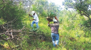 Local workers at Linear Metal's Cobre Grande copper project, in Mexico's Oaxaca state, relocate plants in advance of building drill access. The project hosts an inferred resource of 50 million tonnes grading 0.5% copper, 0.04% molybdenum, 0.22% zinc and 13 grams silver.