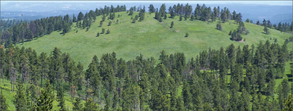 The Bull Hill zone at Rare Element Resources' Bear Lodge rare earth elements project in Wyoming. Photo by Rare Element Resources