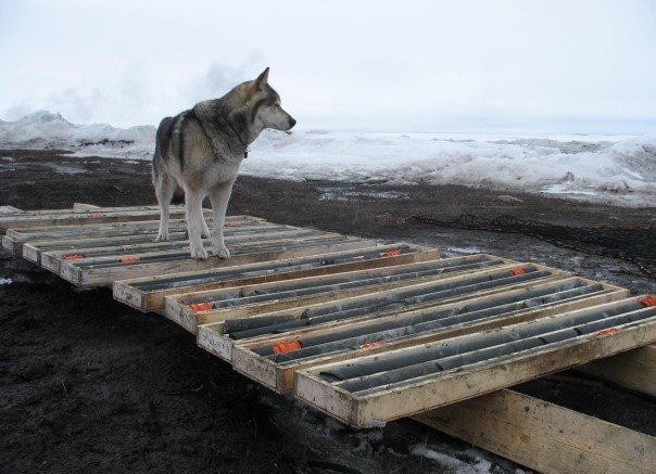 A dog stands on drill core at the Hackett River project in Nunavut. Source: Sabina Gold & Silver