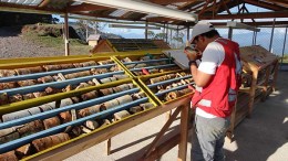 A man studies drill core at Solvista Gold's Caramanta project in Colombia. Source: Solvista Gold