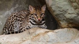 An ocelot in Texas, similar to the one spotted in Arizona's Santa Rita Mountains near Augusta Resource's Rosemont copper project. Photo by Eric Kilby.
