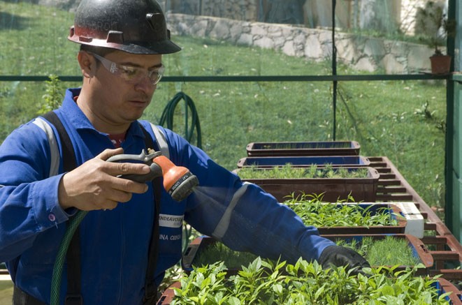 An employee waters plants at Endeavour Silver's tree nursery near its Bolaitos mine in Mexico. Credit:  Endeavour Silver