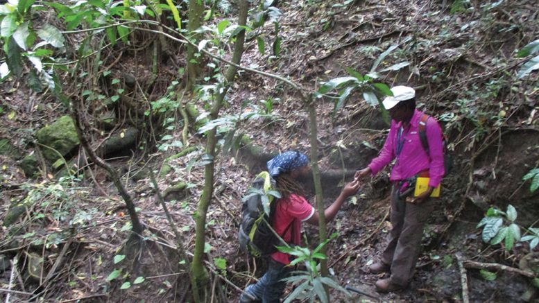 Personnel in the field at Carube Copper’s Main Ridge gold project in Jamaica. Credit: Carube Copper.