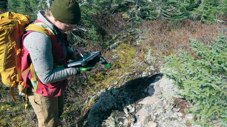 Field geologist Carly Smythe at Great Bear Resources’ Dixie gold project in Red Lake, Ontario. Credit: Great Bear Resources.