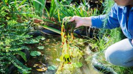Algae breakthrough could double rare earth concentrations