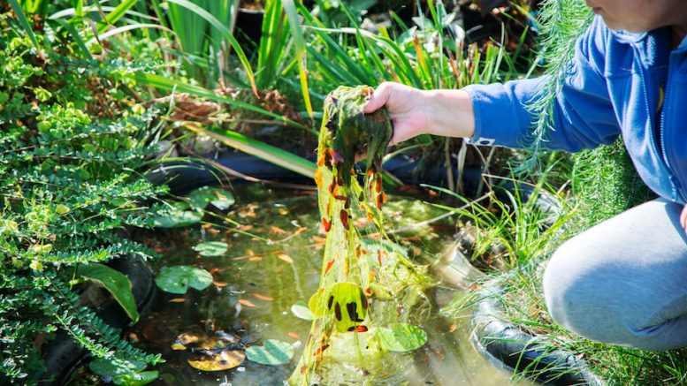 Algae breakthrough could double rare earth concentrations