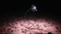 Deep-sea mining scars remains after 40 years, but life returning