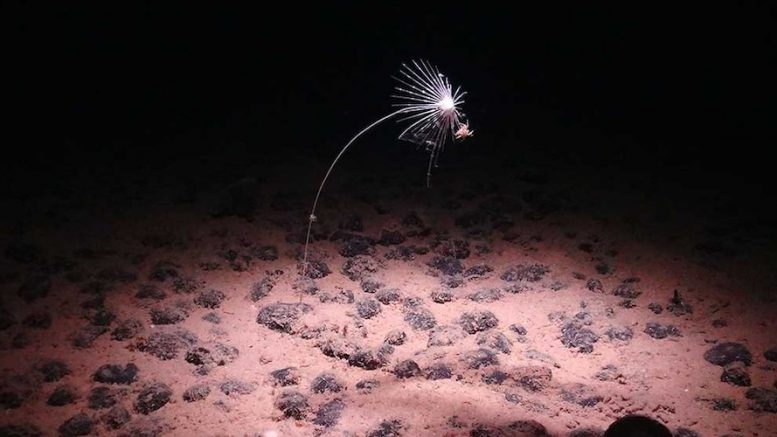 Deep-sea mining scars remains after 40 years, but life returning